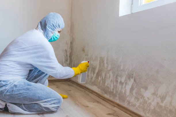 Licensed Mold Removal service in Springfield, IL - WQB Mold Removal